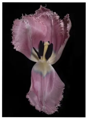 Tulip, Botanical Art Prints by Photographer Tal Shpantzer